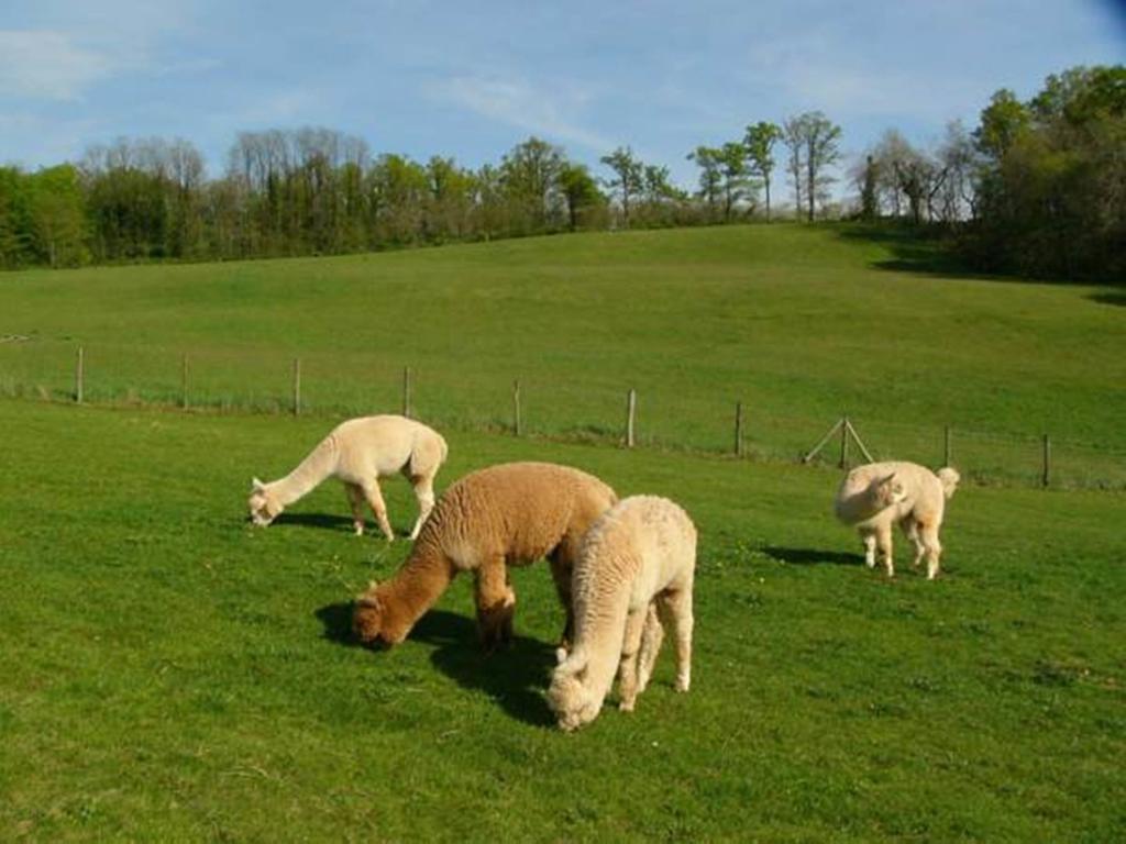 Farmstay Alpagaterie Juillac  Eksteriør bilde