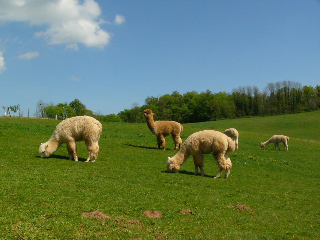 Farmstay Alpagaterie Juillac  Eksteriør bilde